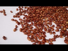 Máquina de triagem de tâmaras